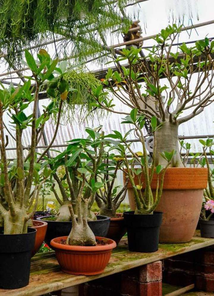 Production de plantes, Bras de Pontho