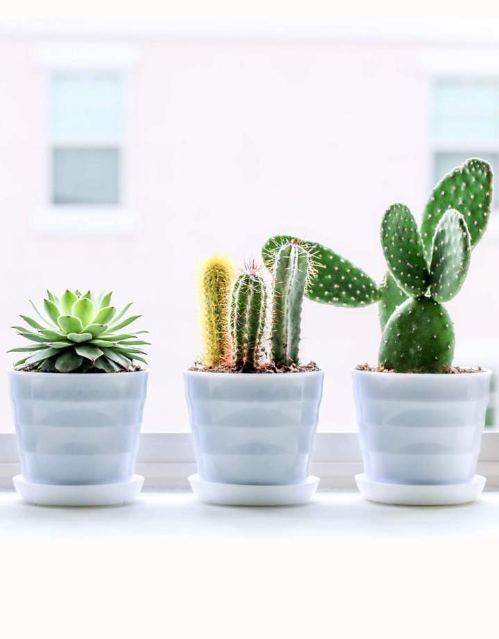 Production de cactus, Saint-Leu