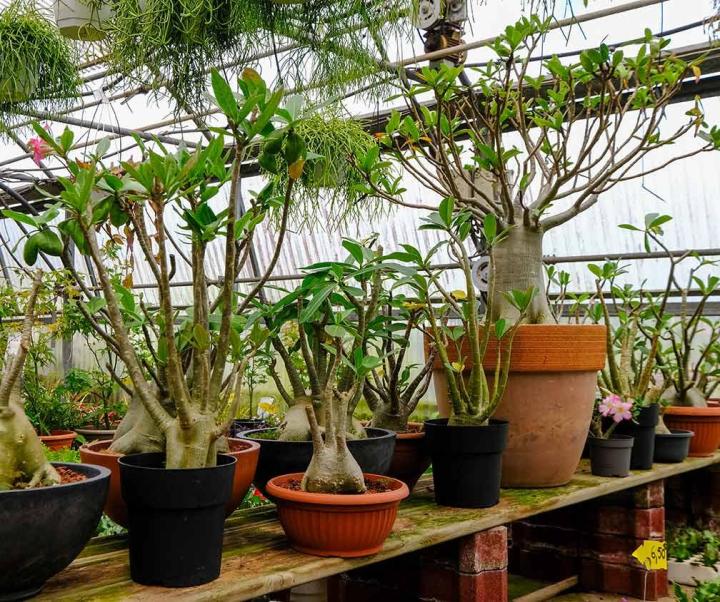 Production de plante Le tampon