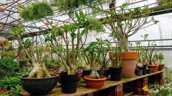 Producteur de plantes Le Tampon