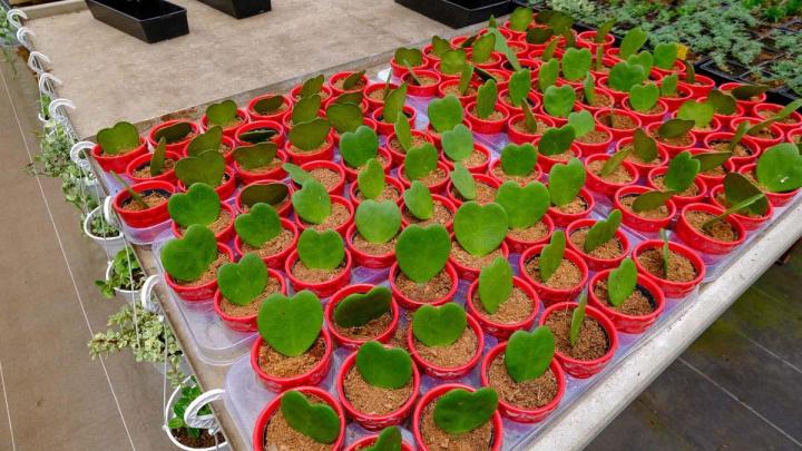 Production de plantes Le Tampon