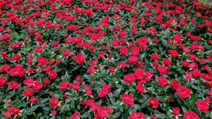 Producteur de plantes Le Tampon