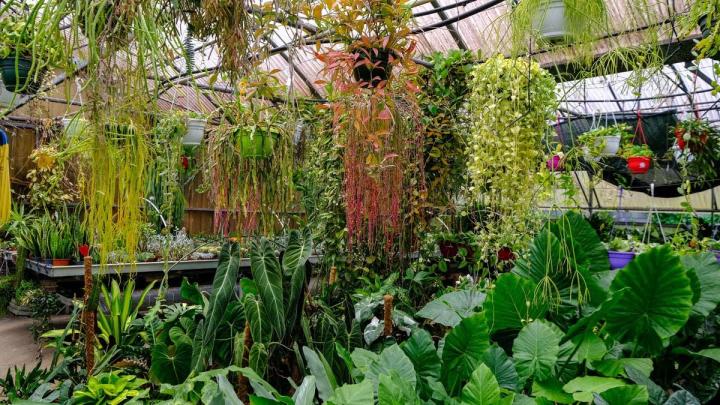 Production de plantes Le Tampon