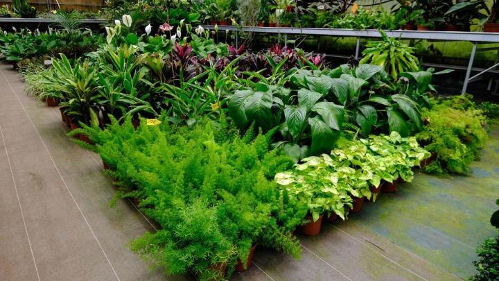 Producteur de plantes Le Tampon