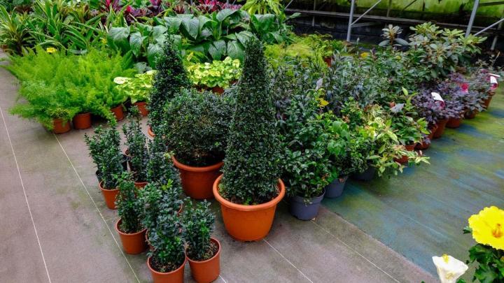 Producteur de plantes Le Tampon