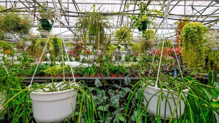 Producteur de plantes Le Tampon