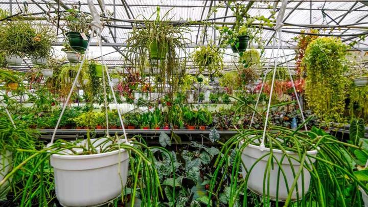 Production de plantes Le Tampon