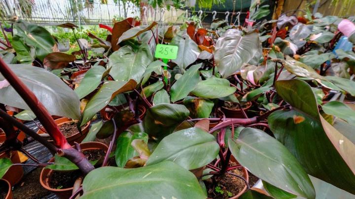 Production de plantes Le Tampon