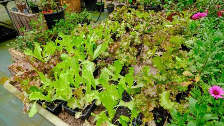 Production de plantes Le Tampon