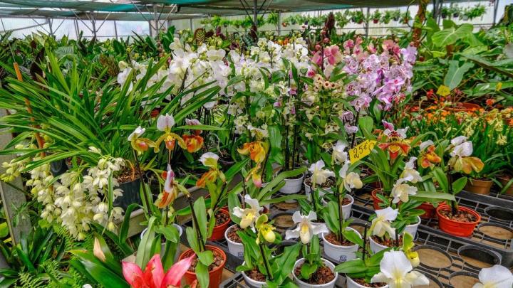 Producteur de plantes Le Tampon