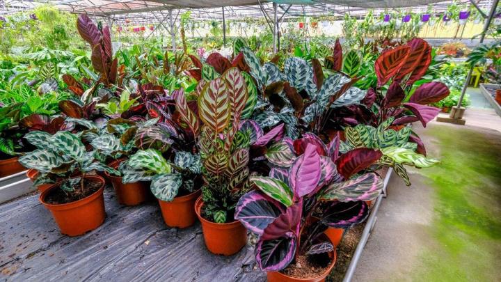 Production de plantes Le Tampon