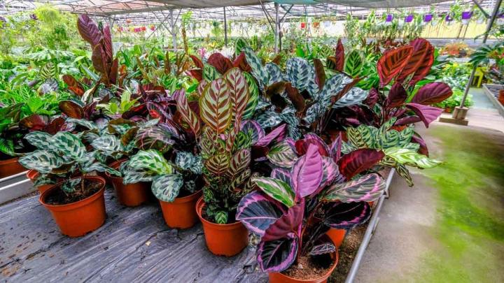 Production de plantes Le Tampon