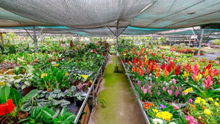 Production de plantes Le Tampon