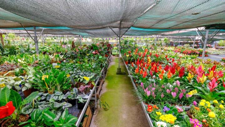 Production de plantes Le Tampon