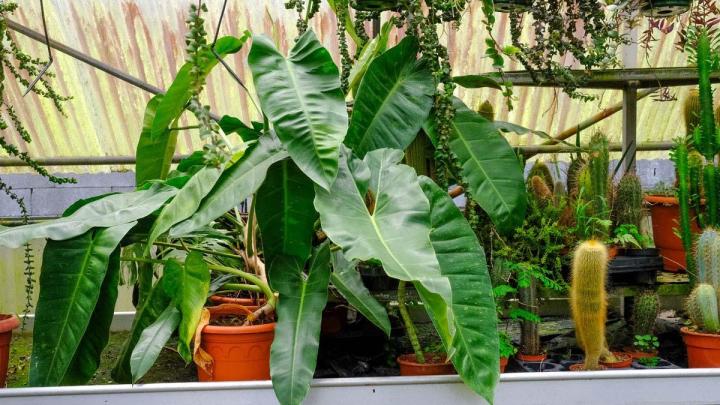 Producteur de plantes Le Tampon