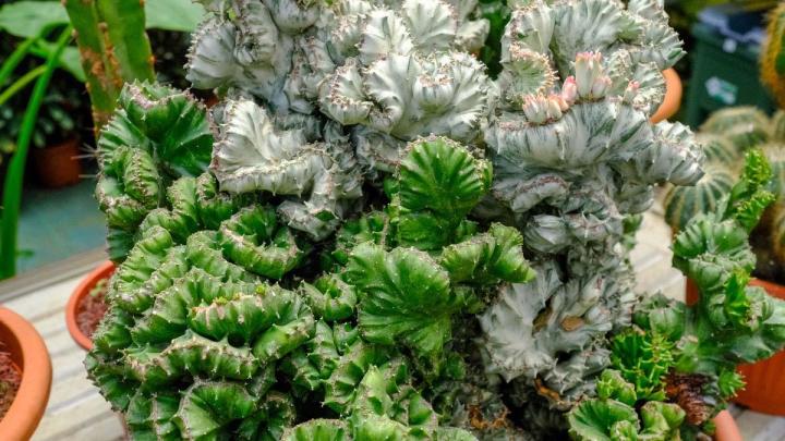 Production de plantes Le Tampon