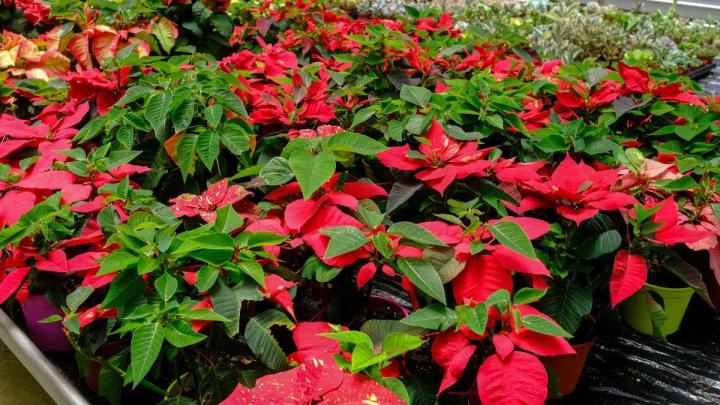 Producteur de plantes Le Tampon