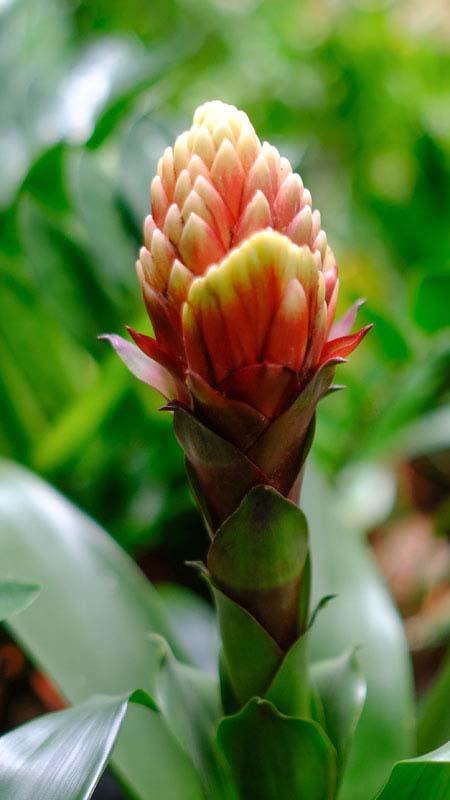 Production de plantes Le Tampon