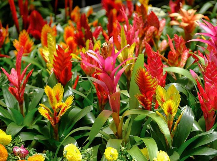Production de fleurs Le Tampon