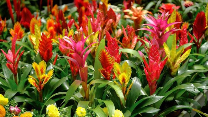 Producteur de plantes Le Tampon