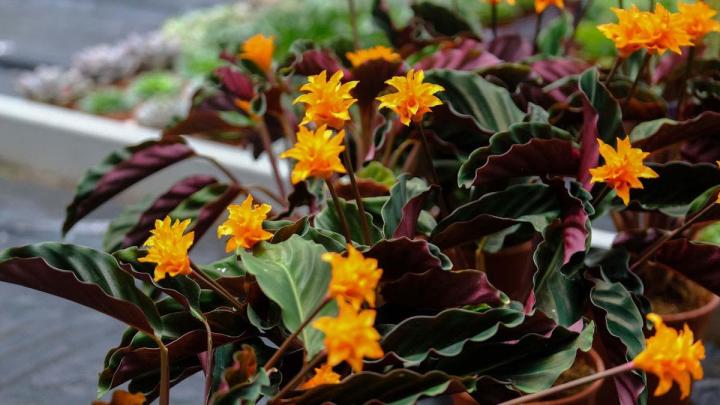 Production de plantes Le Tampon