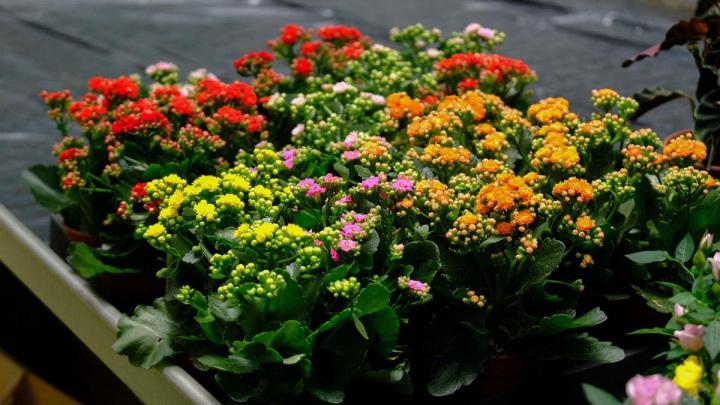 Producteur de plantes Le Tampon