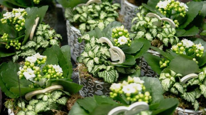 Production de plantes Le Tampon