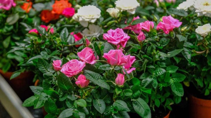 Producteur de plantes Le Tampon