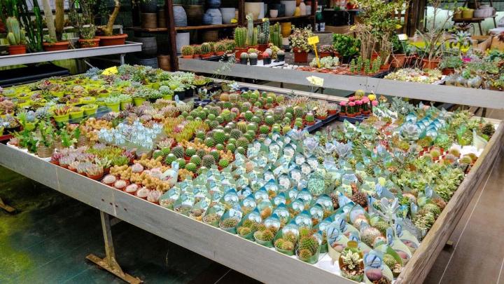 Production de plantes Le Tampon