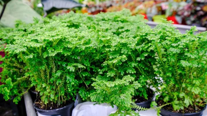 Producteur de plantes Le Tampon