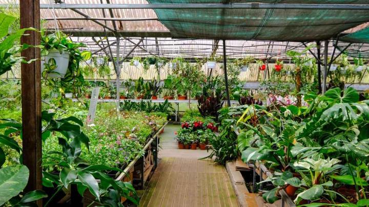 Production de plantes Le Tampon