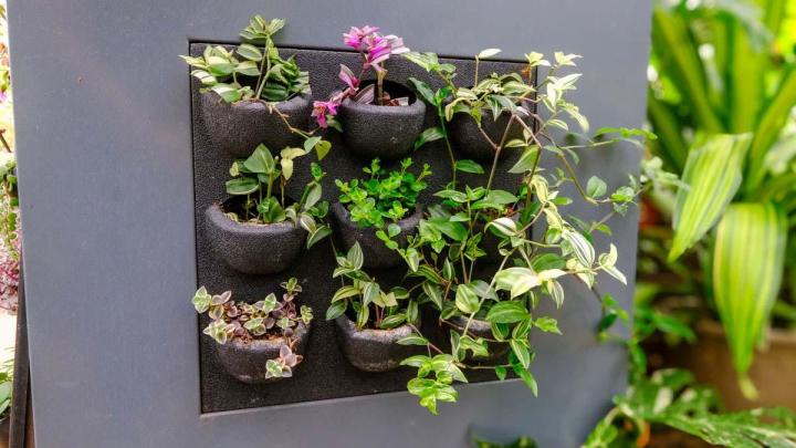 Producteur de plantes Le Tampon