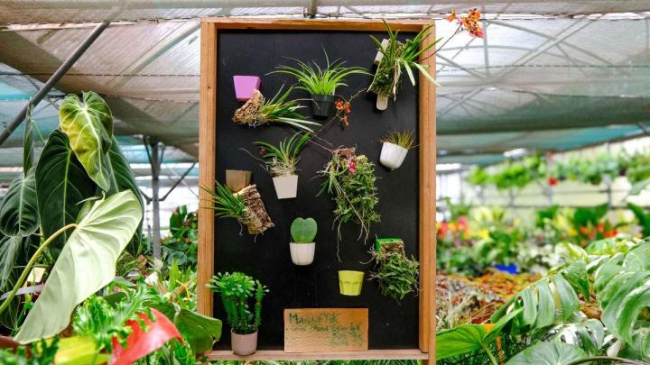 Production de plantes Le Tampon