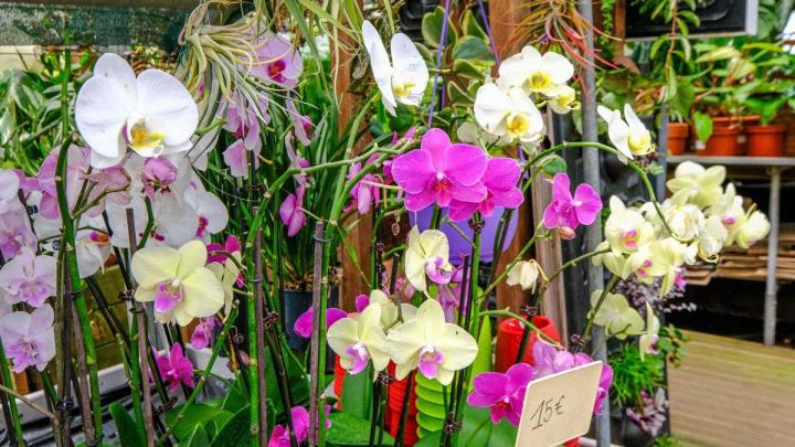 Producteur de plantes Le Tampon