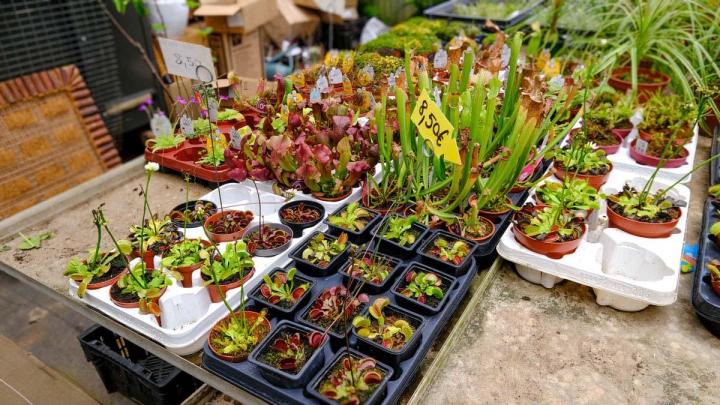 Production de plantes Le Tampon