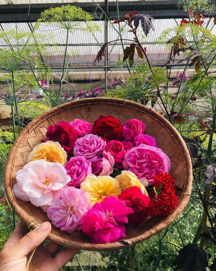 Production de plantes comestibles