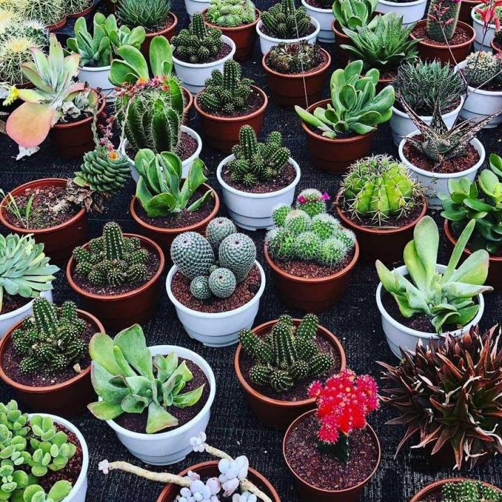 Nous sommes producteurs de plantes depuis plus de 20 ans.