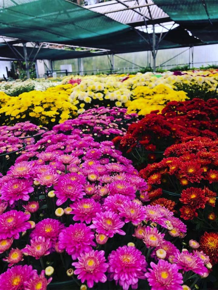 Nous garantissons des conseils avisés et un soin minutieux pour chaque plante.